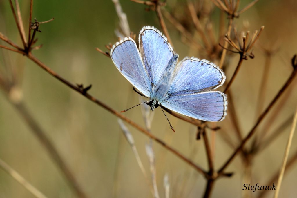 Identificazione Farfalla!!!